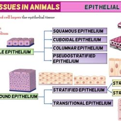 Classification of tissues exercise 6