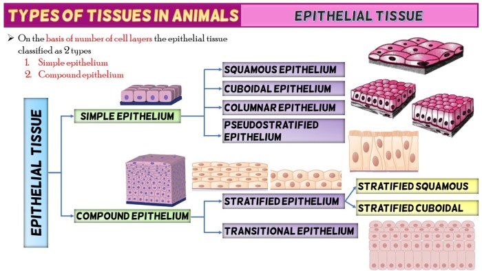 Classification of tissues exercise 6