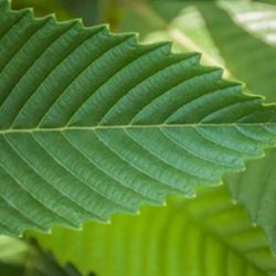 Heart shaped leaf with serrated edges