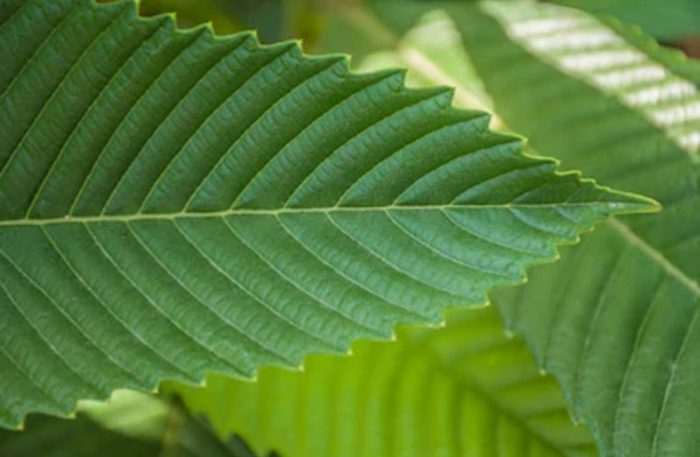 Heart shaped leaf with serrated edges