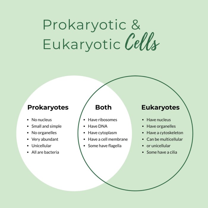 Venn diagram prokaryotic and eukaryotic