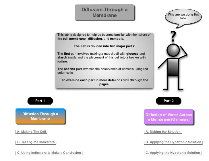 Diffusion through membrane lab answers