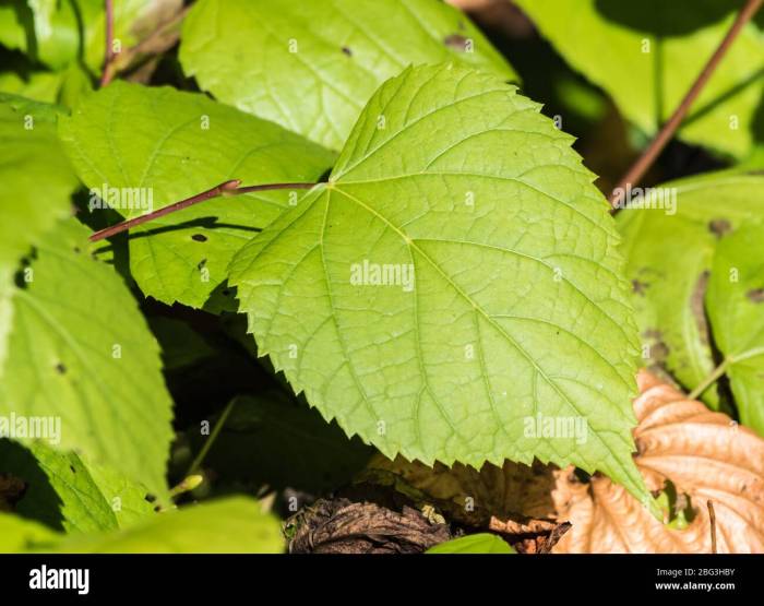 Toothed serrate elm symmetrical willow doubly cherry beech margins