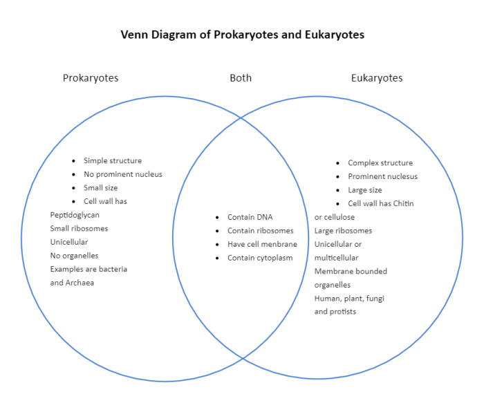 Venn eukaryotes prokaryotes comparing cell teacherspayteachers