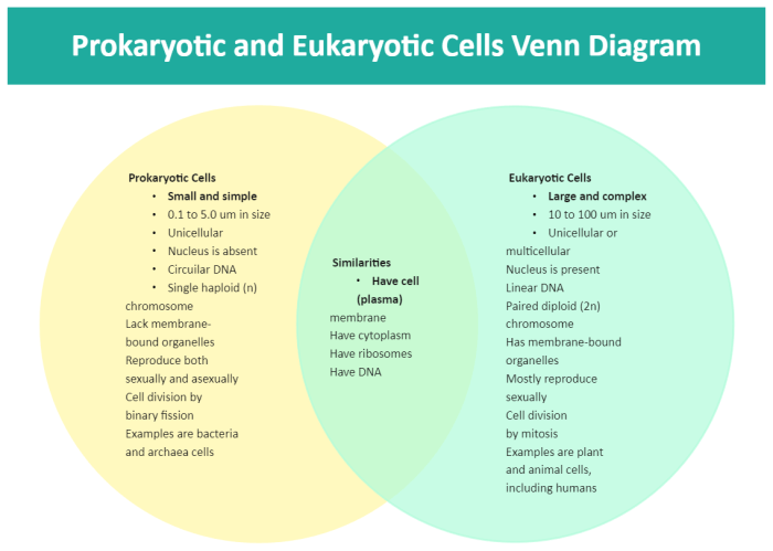 Venn diagram prokaryotic and eukaryotic