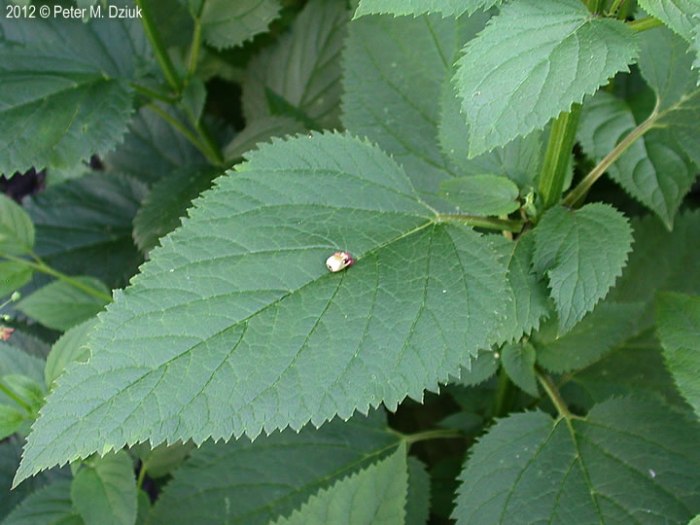 Heart shaped leaf with serrated edges