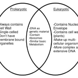 Venn eukaryotes prokaryotes