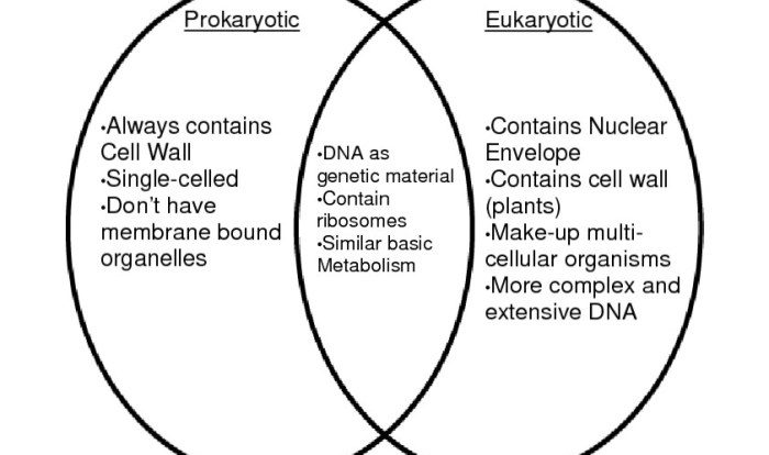 Venn eukaryotes prokaryotes