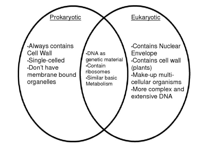 Venn eukaryotes prokaryotes