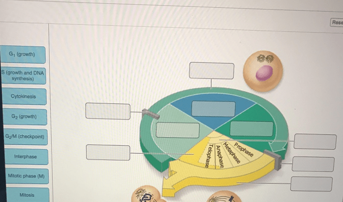 Cytokinesis mitosis division celula divide occurs celulas eukaryotic citocinesis eucariota célula differently libretexts