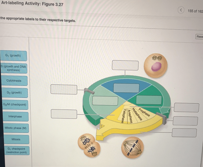 Cytokinesis mitosis division celula divide occurs celulas eukaryotic citocinesis eucariota célula differently libretexts