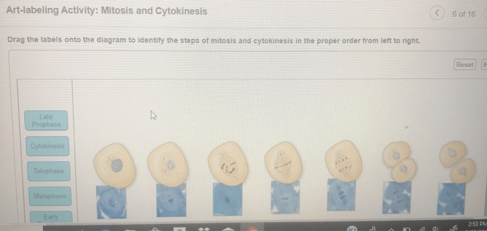 Art-labeling activity mitosis and cytokinesis