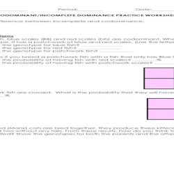 Codominant incomplete dominance practice worksheet